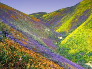 Trekking Near Rishikesh The Valley of Flowers