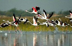 Agra Visit Place Keoladeo National Park