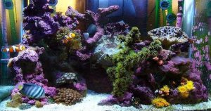 Marine Aquarium and Regional Centre Place to Visit in Digha