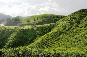 Darjeeling Sightseeing Places Happy Valley Tea Estate