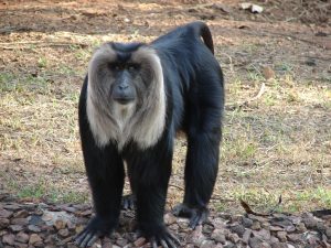 Nandankanan Zoological Park Exciting Thing to do in Bhubaneswar