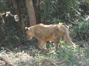 Nandankanan Zoological Park Fun Thing to do in Bhubaneswar