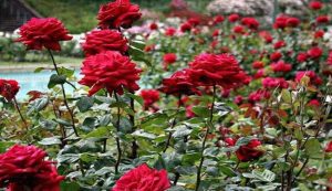 Nehru Rose Garden Famous Tourist Place in Ludhiana