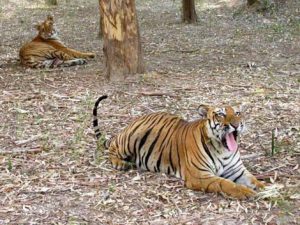Tiger Safari Ludhiana Places to Visit