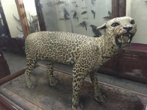 Mahatma Phule Museum in Pune of Maharashtra